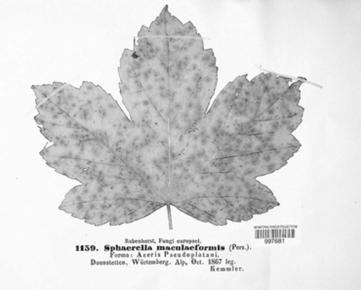 Sphaerella maculiformis f. aceris-pseudoplatani image